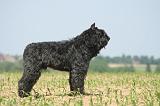 BOUVIER DES FLANDRES 529
